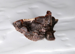 Scenedra decoratalis