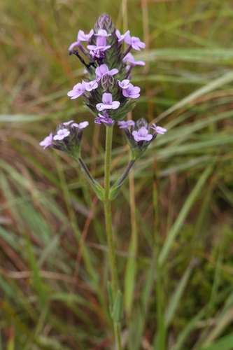 Buchnera cruciata observed 2025-10-29