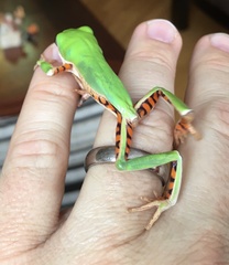 Pithecopus hypochondrialis