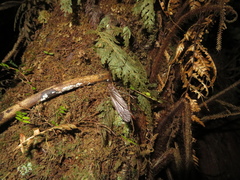 Austrotipula hudsoni