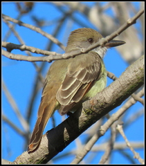 Myiarchus tyrannulus