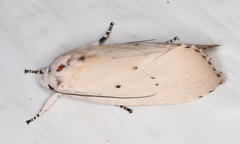 Cryptophasa balteata