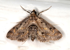 Parapoynx crisonalis