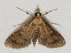Niphograpta albiguttalis