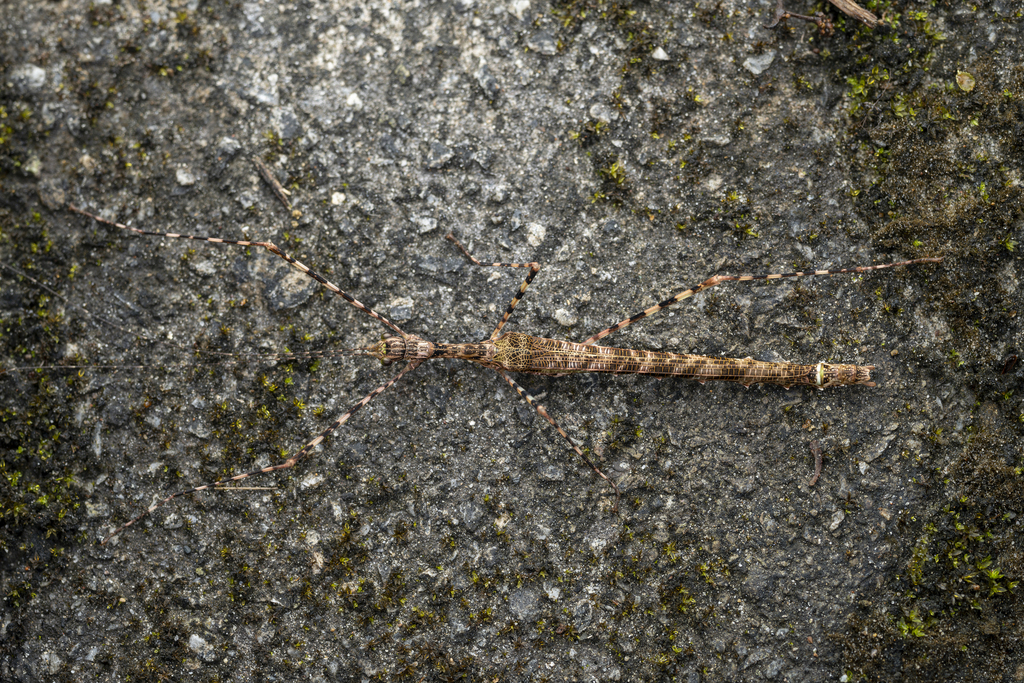 Varieganecroscia