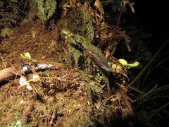 Austrotipula hudsoni