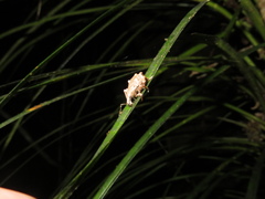 Catoptes binodis
