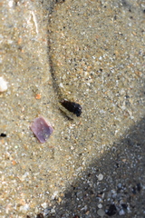 Zeacumantus lutulentus