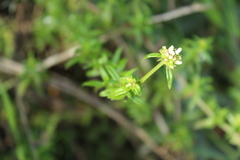 Galianthe bogotensis