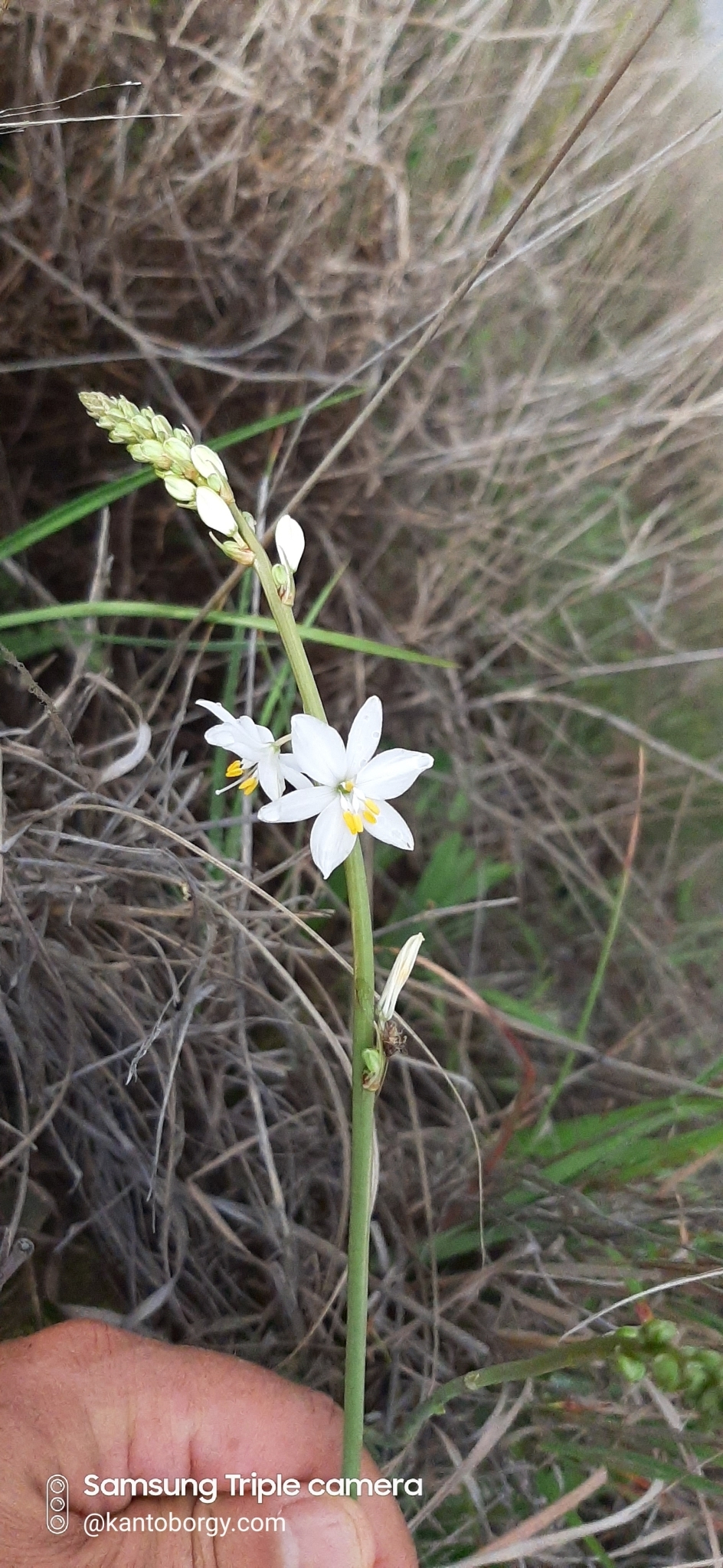 Trihesperus glaucus image