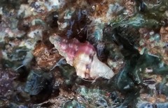 Microcolus dunkeri