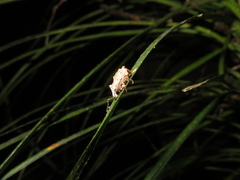 Catoptes binodis