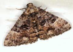 Aporoctena scierodes