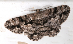 Hypomecis externaria