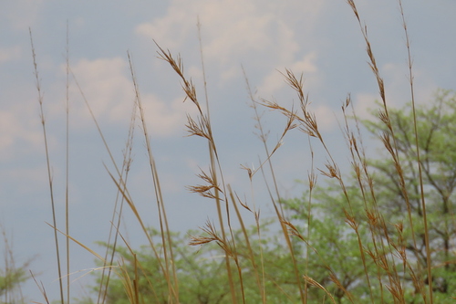 Yellow Thatching Grass (Hyperthelia dissoluta)