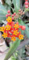 Asclepias curassavica