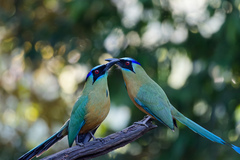 Amazonian Motmot