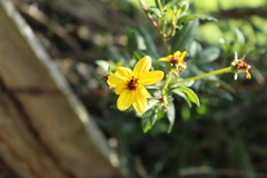 Bidens rubifolia