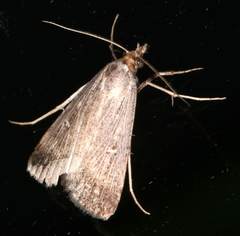 Tathorhynchus fallax