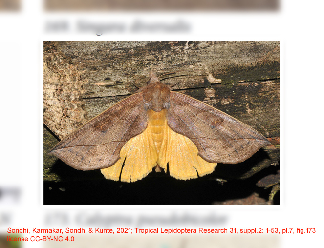 Calyptra pseudobicolor
