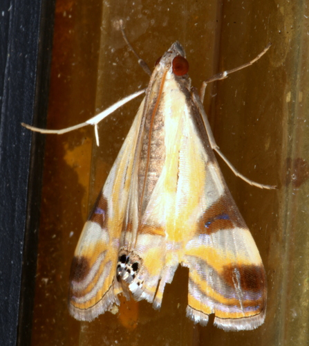 Fig Leaf Moth