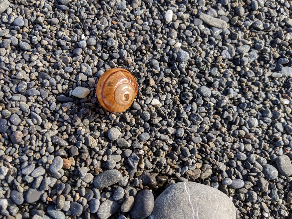 Mendocino shoulderband