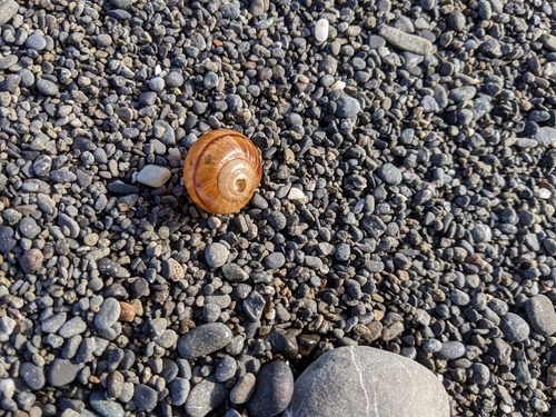 Mendocino shoulderband