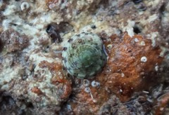 Notogibbula preissiana