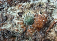 Notogibbula preissiana