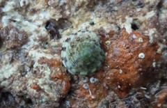 Notogibbula preissiana