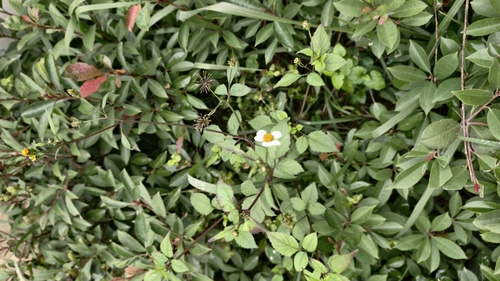 Bidens odorata