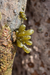 Splachnidium rugosum