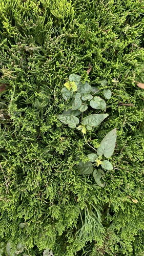 skunk vine