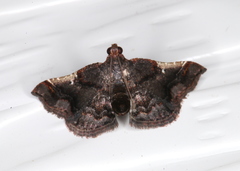 Scenedra decoratalis