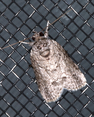 Nycteola polycyma