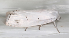 Cryptophasa balteata