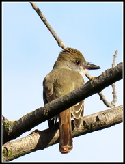 Myiarchus tyrannulus