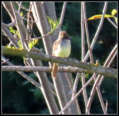 Myiarchus tyrannulus