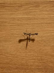 Stenoptilodes sematodactyla