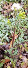 Senecio vulgaris