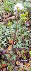Senecio vulgaris