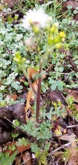 Senecio vulgaris