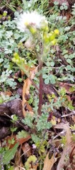 Senecio vulgaris