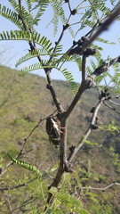 Cornuplura rudis