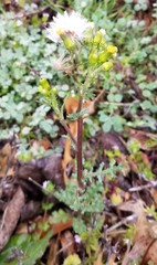 Senecio vulgaris