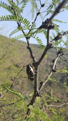 Cornuplura rudis