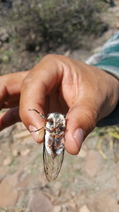 Cornuplura rudis