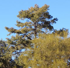 Pinus leiophylla