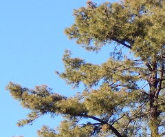 Pinus leiophylla