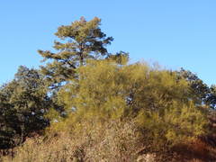 Pinus leiophylla